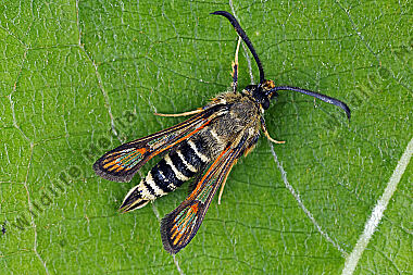 Hornklee-Glasflügler