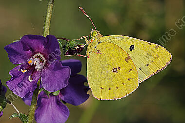 Hufeisenklee-Gelbling