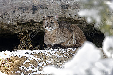 Puma im Schnee