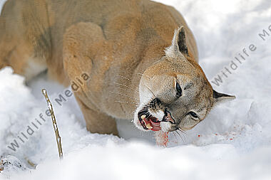Puma im Schnee