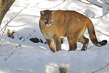 Puma im Schnee
