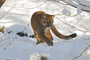 Puma im Schnee