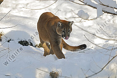 Puma im Schnee