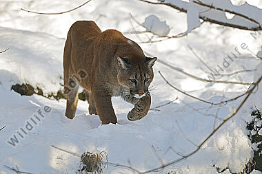 Puma im Schnee