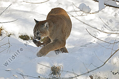 Puma im Schnee