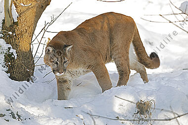 Puma im Schnee
