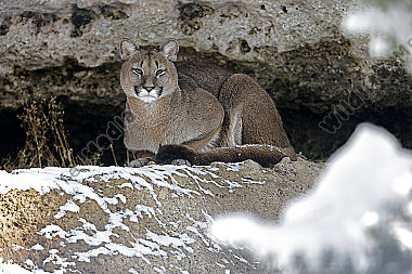 Puma im Schnee