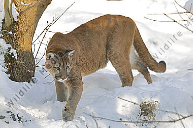 Puma im Schnee