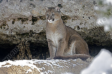 Puma im Schnee