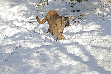 Puma im Schnee