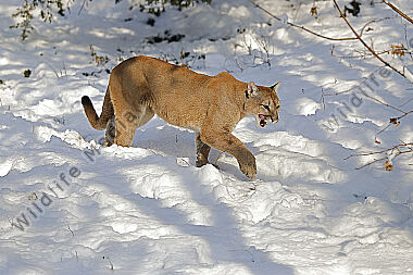 Puma im Schnee