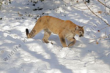 Puma im Schnee
