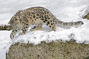 Schneeleopard im Schnee