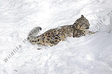 Schneeleopard im Schnee