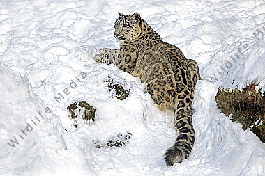 Schneeleopard im Schnee