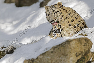 Schneeleopard im Schnee
