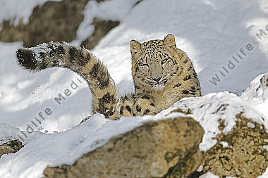 Schneeleopard im Schnee
