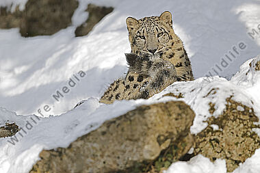 Schneeleopard im Schnee