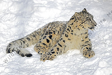 Schneeleopard im Schnee