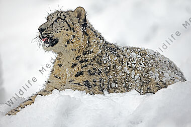 Schneeleopard im Schnee