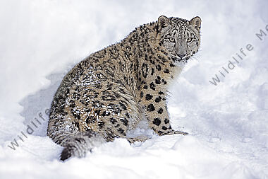 Schneeleopard im Schnee