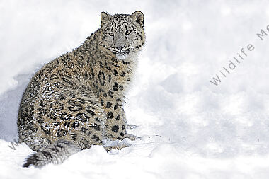 Schneeleopard im Schnee