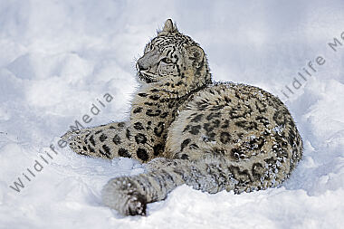Schneeleopard im Schnee