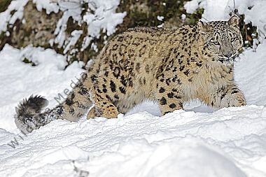 Schneeleopard im Schnee