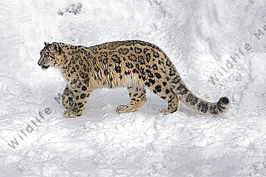 Schneeleopard im Schnee