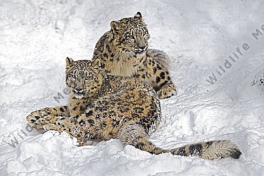 Schneeleopard im Schnee