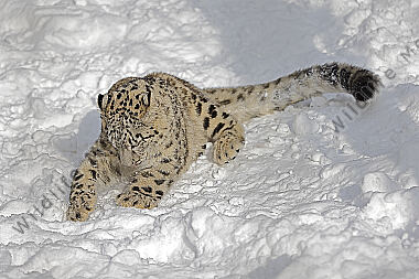 Schneeleopard im Schnee
