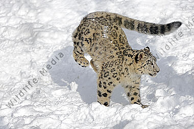 Schneeleopard im Schnee