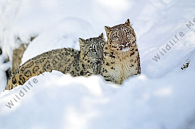Schneeleopard im Schnee