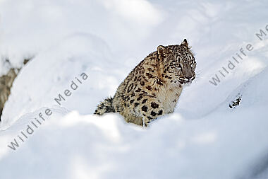 Schneeleopard im Schnee