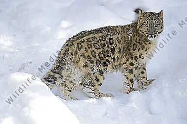Schneeleopard im Schnee