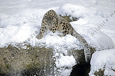 Schneeleopard im Schnee