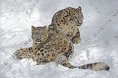 Schneeleopard im Schnee