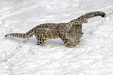 Schneeleopard im Schnee