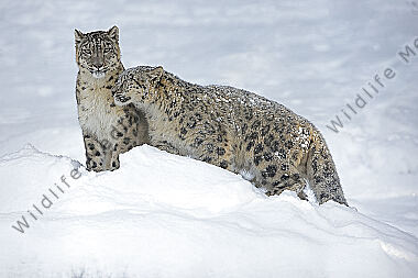 Schneeleopard im Schnee