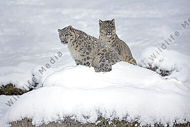 Schneeleopard im Schnee