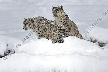 Schneeleopard im Schnee