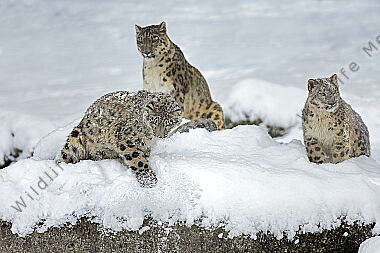 Schneeleopard im Schnee