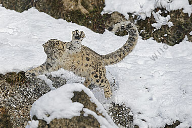 Schneeleopard im Schnee