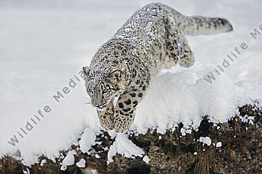Schneeleopard im Schnee