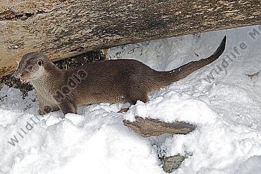 Fischotter
