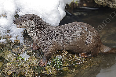 Fischotter