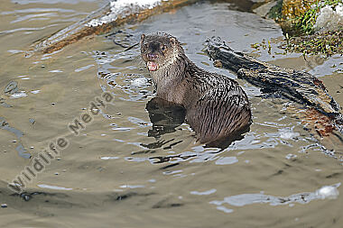 Fischotter