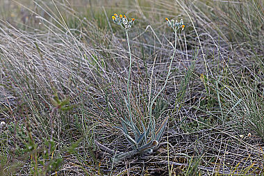 Natterkopf-Habichtskraut