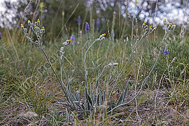 Natterkopf-Habichtskraut