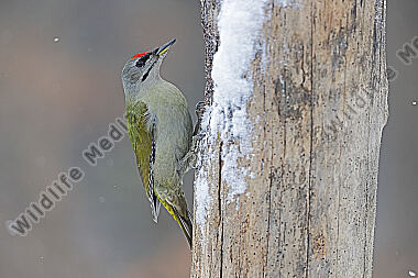 Grauspecht Männchen